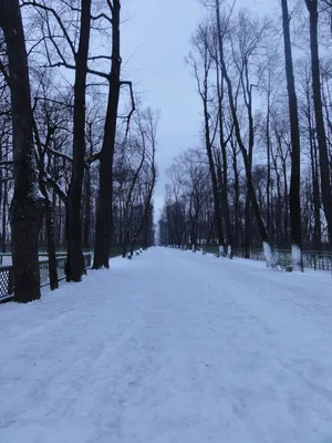 Летний сад города Санкт-Петербурга | Сады Русского Музея