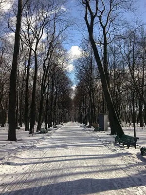 Летний сад зимой. Лист №1 / Остроумова-Лебедева Анна Петровна