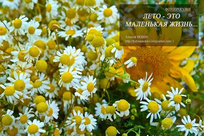 Фотопрогулки. Лето - это маленькая жизнь...