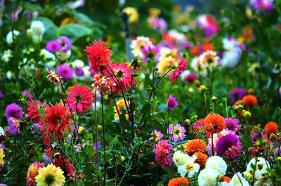 Картинки природа красивые цветы лето (68 фото) » Картинки и статусы про  окружающий мир вокруг