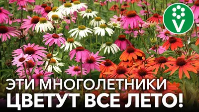 Букет из высоких полевых цветов - заказать доставку цветов в Москве от Leto  Flowers