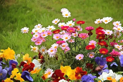Бесплатное изображение: дикий цветок, Мак, опийного мака, луг, цветы, лето,  сельских районах, цветение, цветок, весна
