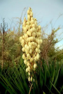 Букет из ромашек и оксипеталума - заказать доставку цветов в Москве от Leto  Flowers