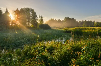 ДОБРОЕ 🦋🍓☕🌿🌞💐☕🍓🦋 ЛЕТНЕЕ УТРО! | Открытки, Счастливые картинки,  Доброе утро