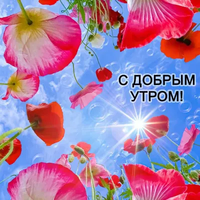 Картинки \"Доброго летнего утра!\" (267 шт.)