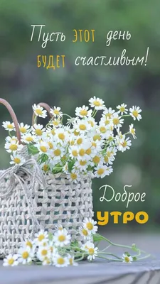 Летнее утро | Пикабу