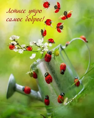 летний натюрморт тарелки с клубникой и кофе на столе с цветами. летнее утро  или вечер Стоковое Изображение - изображение насчитывающей плита, цветки:  221995153