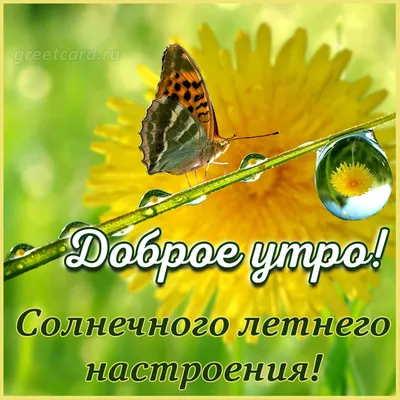 Открытки доброе летнее утро доброе утро...