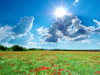 Фотографии Лето Солнце Природа мак Поля Небо Пейзаж облако Времена