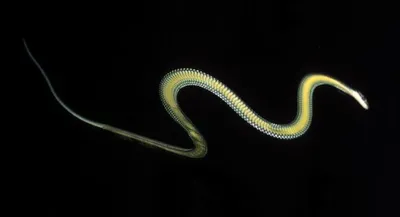 Изображения летучей змеи в формате PNG