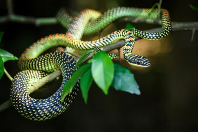 Уникальные фотографии летучей змеи в формате WebP