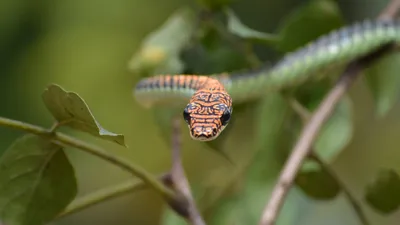Летучая змея: красивые фото на любой вкус