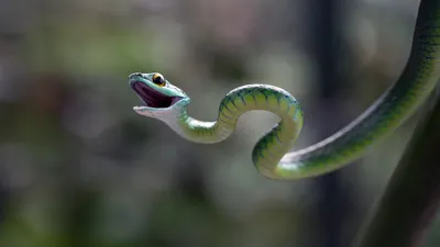 Удивительные моменты с летучей змеей на фото