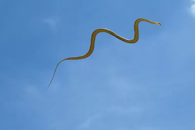 Летучая змея: обои для вашего устройства