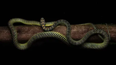 Уникальные изображения летучей змеи для скачивания