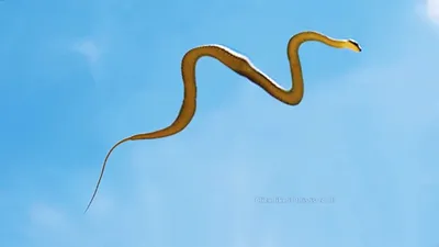Удивительные моменты с летучей змеей