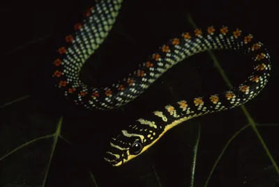 Фотографии летучей змеи в разных форматах