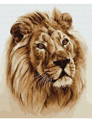 Красивый лев рисунок (24 фото) » Рисунки для срисовки и не только