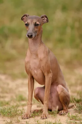 Левретка — самая маленькая порода в группе борзых собак. ⠀ 🔸Это  миниатюрное животное пользовалось огромной популярностью у вельмож во… |  Instagram