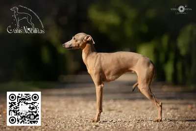 Левретка (Italian Greyhound) - это небольшая, стройная, изящная порода  собака. Описание, отзывы и фото собаки.