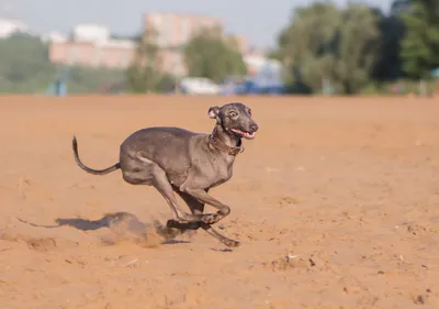 Левретка: описание породы, 🐕 характер собаки, окрасы, фото - ГульДог