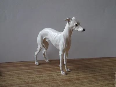 Порода собак Левретка - 65 фото