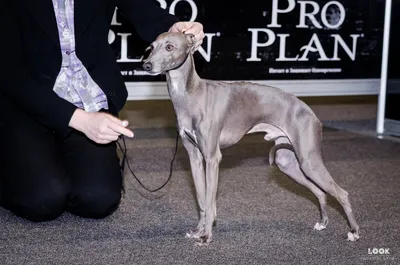 Левретка (Italian Greyhound) - это небольшая, стройная, изящная порода  собака. Описание, отзывы и фото собаки.