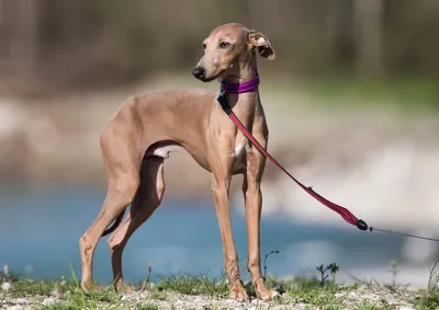 Левретка (Italian Greyhound) - это небольшая, стройная, изящная порода  собака. Описание, отзывы и фото собаки.