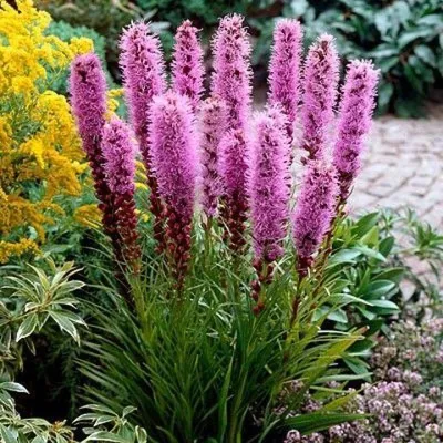 Лиатрис колосковый (Liatris spicata) - Клумбы - По областям применения -  Каталог - LESKOVO-PITOMNIK.ru