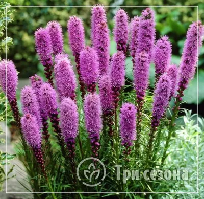 Лиатрис колосковый белый. (Liatris spicata White) Белый купить в  интернет-магазине ЦВІТСАД с доставкой по Украине