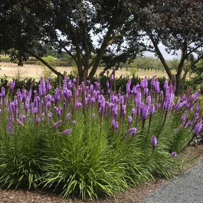 Лиатрис колосковый белый (Liatris spicata Alba)