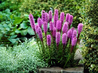 Купить Лиатрис Альба Liatris spicata Alba - в питомнике Флорини