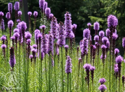 Лиатрис колосистая 'Kobold' (Liatris spicata 'Kobold')