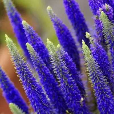 Лиатрис колосковый (Liatris spicata `Blue`) - Лиатрис - Многолетники -  Каталог - LESKOVO-PITOMNIK.ru