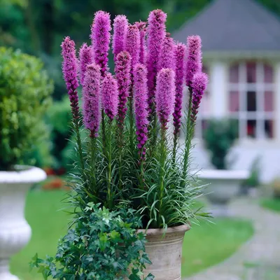 Купить Лиатрис Liatris spicata - в питомнике Флорини