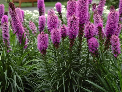 Лиатрис колосковая (LIATRIS spicata ) - «Эстетичный пришелец из Северной  Америки ЛИАТРИС) Посмотрите какой красавец! Уход за лиатрисом и подробное  фото лиатриса в саду.» | отзывы