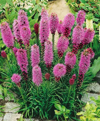 Лиатрис колосковый 'Флористан Виолет'. (Liatris spicata 'Floristan Violet')  фиолетовый купить в интернет-магазине ЦВІТСАД с доставкой по Украине