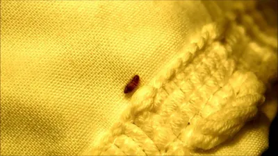 Личинка жука кожееда в квартире - 61 фото