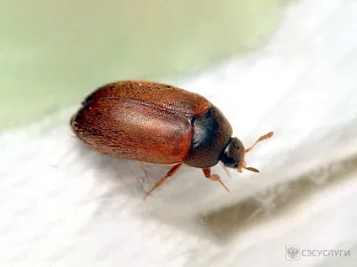 Кожеед в квартире: фото и описание жука, способы избавления от вредителя