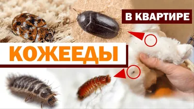 Как избавиться от кожеедов в квартире