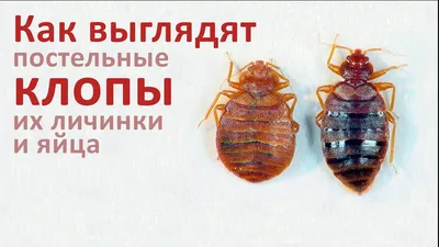 Признаки появления клопов в квартире