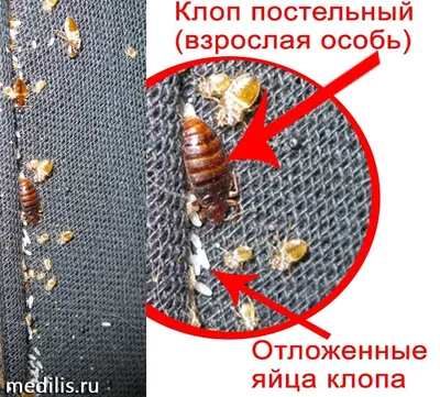 Как выглядят домашние клопы и как отличить их от других насекомых