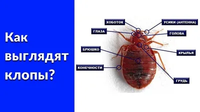 Сколько живут клопы и как долго они могут обходиться без пищи