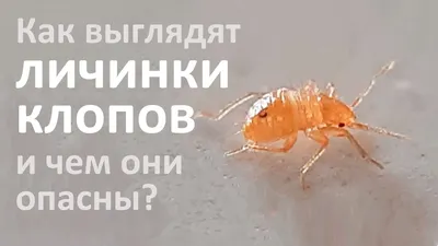Клопы постельные: где могут прятаться и как избавиться от них