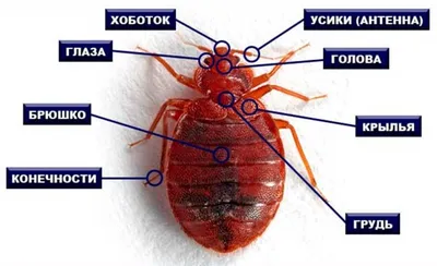 Живут ли клопы в одежде, обработка вещей
