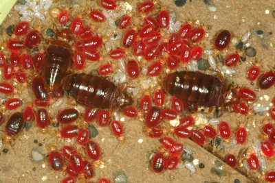 Как вывести постельных клопов с помощью уксуса: народные методы - EcoKiller