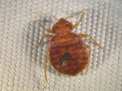 Постельные клопы (Heteroptera,Cimicidae) - переносчики инфекционных болезней