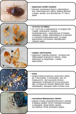 Постельный клоп — ночной кошмар | Урожай под защитой | Дзен