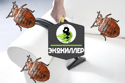 Откуда берутся постельные клопы в квартире? | Библиотека хорошей хозяйки |  Дзен