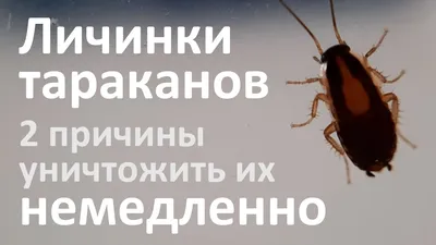Чем питаются постельные клопы, сколько времени они могут голодать, и кто  питается этими паразитами?
